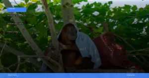 trekking melihat orangutan di Bukit Lawang | Turtlebin